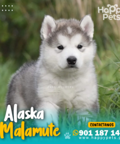 ALASKA MALAMUTE
