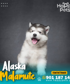 Alternative view of ALASKA MALAMUTE