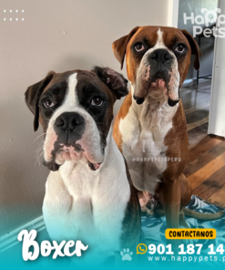 BOXER