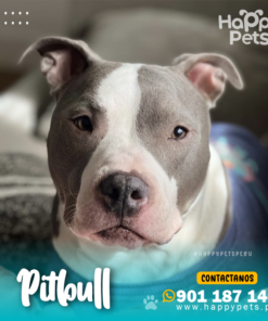 PITBULL