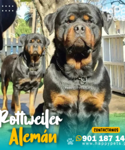 ROTTWEILER ALEMÁN
