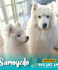 SAMOYEDO