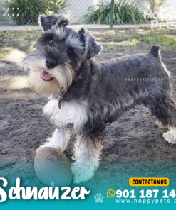 SCHNAUZER