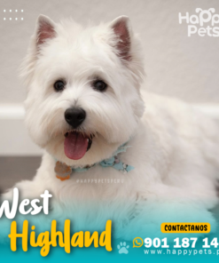 WEST HIGHLAND