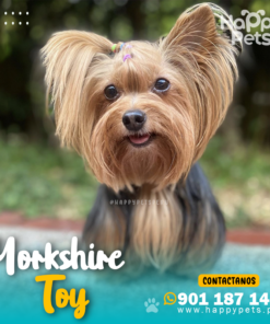 YORKSHIRE TOY