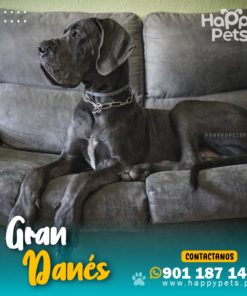 GRAN DANÉS