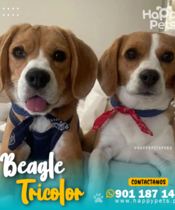 BEAGLE TRICOLOR