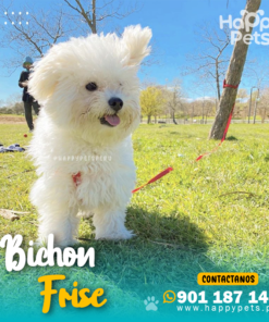 BICHON FRISE