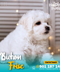 Alternative view of BICHON FRISE