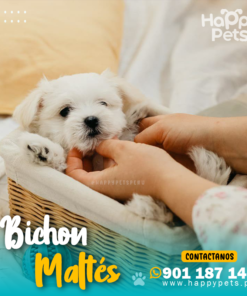 BICHON MALTÉS