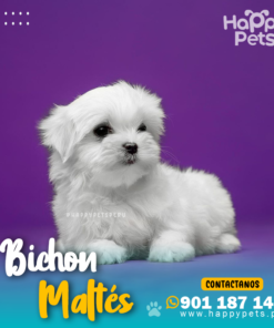 Alternative view of BICHON MALTÉS