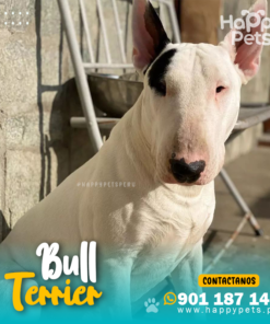 BULL TERRIER