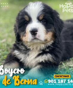 BOYERO DE BERNA