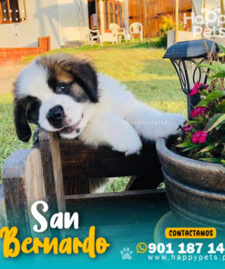 Alternative view of SAN BERNARDO