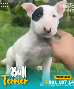 Alternative view of BULL TERRIER