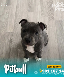 Alternative view of PITBULL