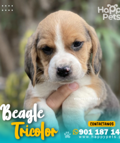Alternative view of BEAGLE TRICOLOR