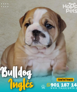 BULLDOG INGLÉS