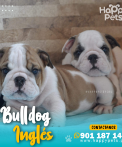 Alternative view of BULLDOG INGLÉS