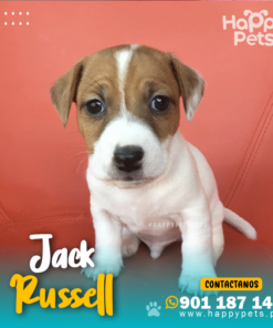 JACK RUSSELL