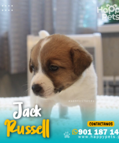 Alternative view of JACK RUSSELL
