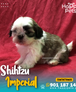 Alternative view of SHIHTZU IMPERIAL