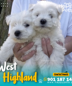 Alternative view of WEST HIGHLAND