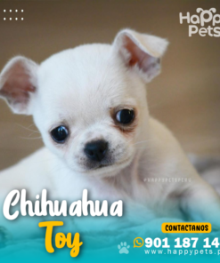 CHIHUAHUA TOY
