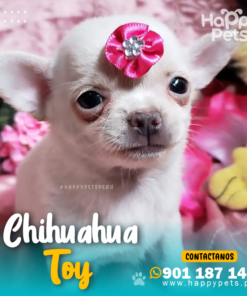 Alternative view of CHIHUAHUA TOY