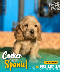 COCKER SPANIEL