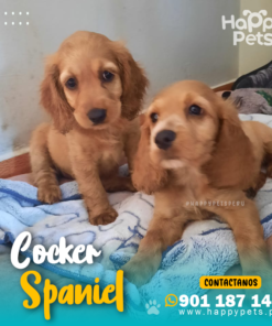Alternative view of COCKER SPANIEL