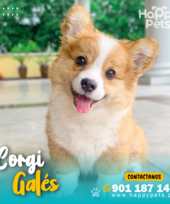 Alternative view of CORGI DE GALÉS