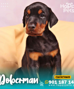 DOBERMAN