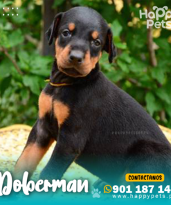 Alternative view of DOBERMAN