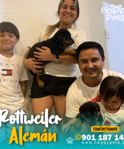 Alternative view of ROTTWEILER ALEMÁN