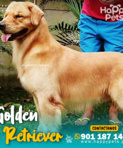 GOLDEN RETRIEVER
