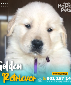 Alternative view of GOLDEN RETRIEVER