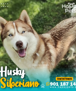 HUSKY SIBERIANO
