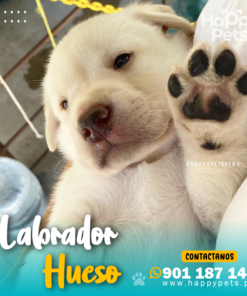 LABRADOR RETRIEVER HUESO