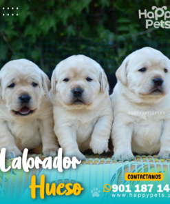 Alternative view of LABRADOR RETRIEVER HUESO