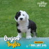 OVEJERO INGLÉS