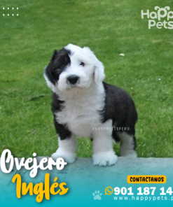 OVEJERO INGLÉS