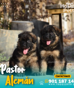 PASTOR ALEMÁN