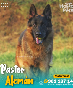 Alternative view of PASTOR ALEMÁN