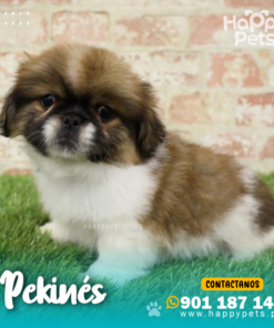 PEKINÉS