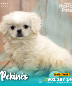 Alternative view of PEKINÉS