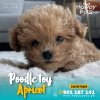 POODLE APRICOT
