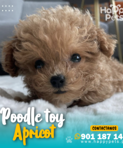 POODLE APRICOT