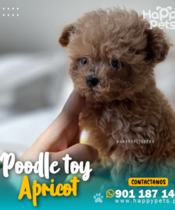 Alternative view of POODLE APRICOT