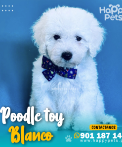POODLE TOY BLANCO